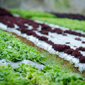 Modo de Produção Biológica (MPB)